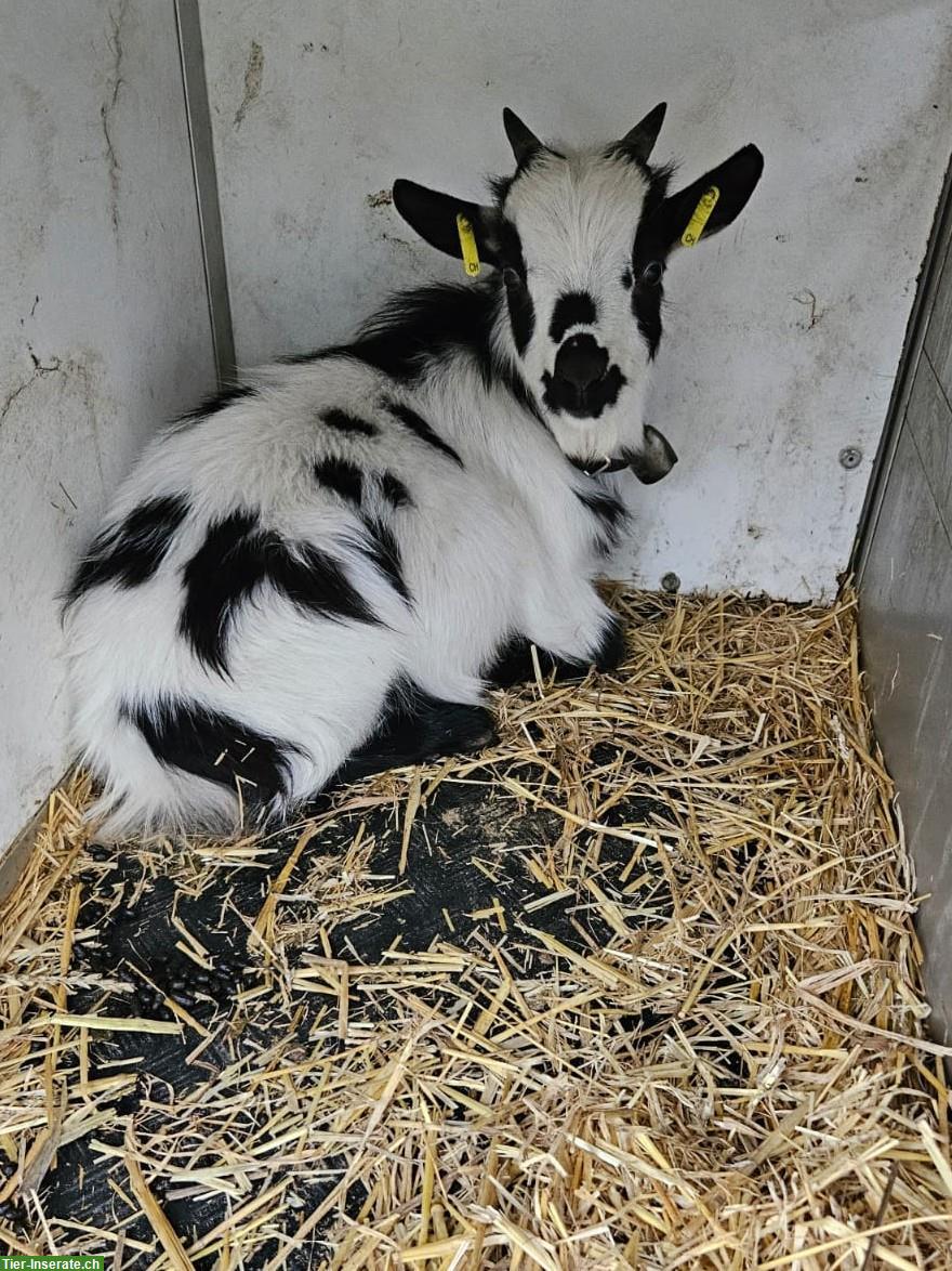 Bild 4: 2 Zwergziegenböcke, zur Zucht geeignet