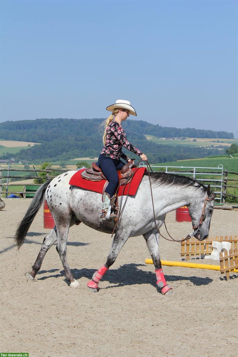 Reitbeteiligung in 5644 Auw auf bravem Appaloosa Wallach, 157cm