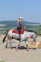Reitbeteiligung in 5644 Auw auf bravem Appaloosa Wallach, 157cm
