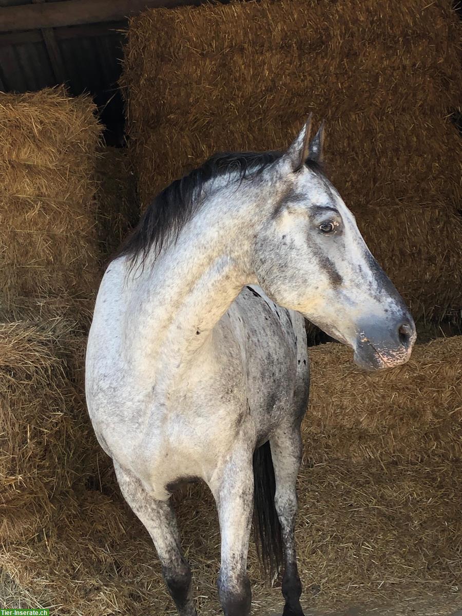 Bild 2: Reitbeteiligung in 5644 Auw auf bravem Appaloosa Wallach, 157cm
