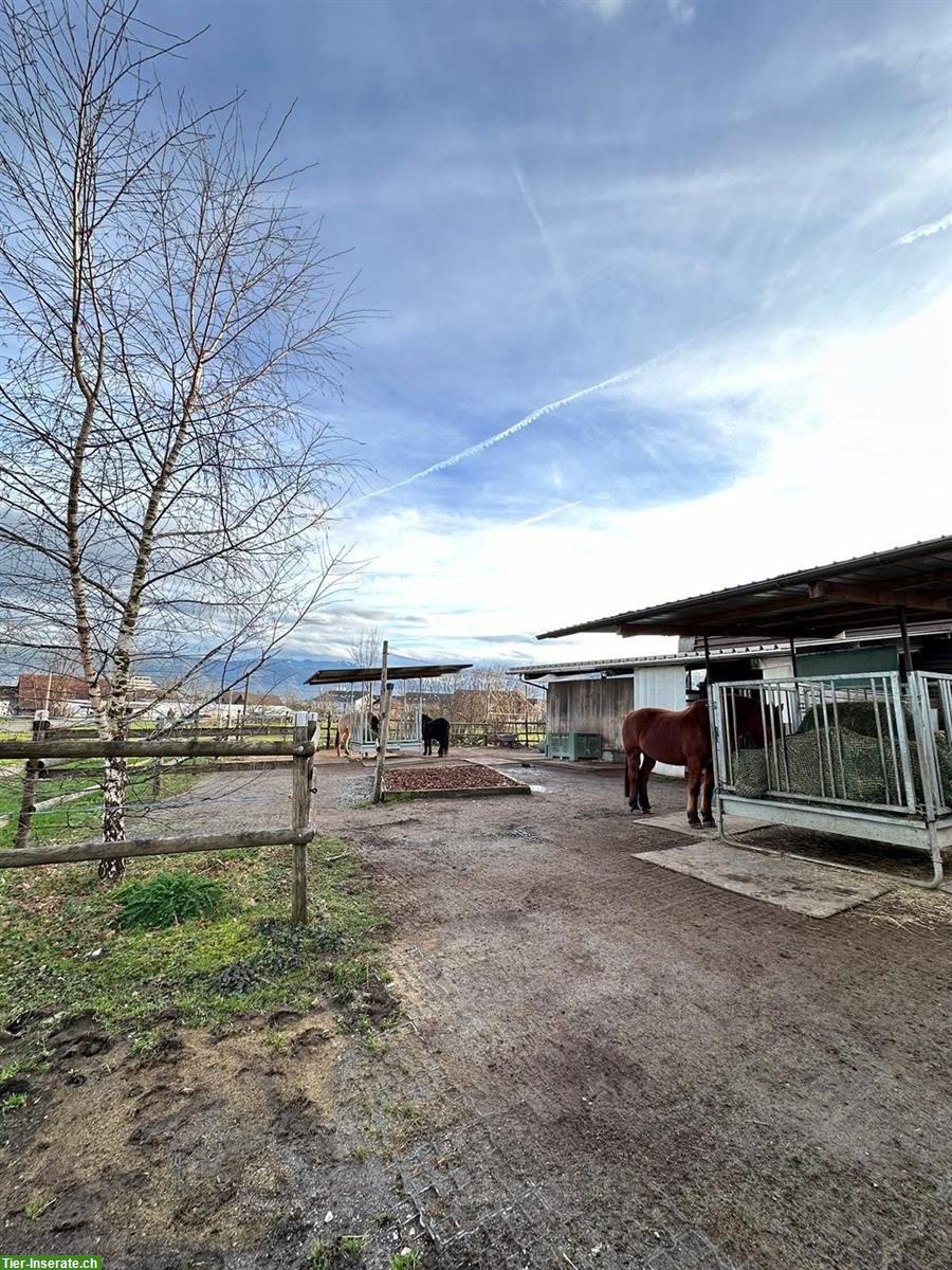 1 Platz frei in Selbstversorgerstall, Hünenberg LU