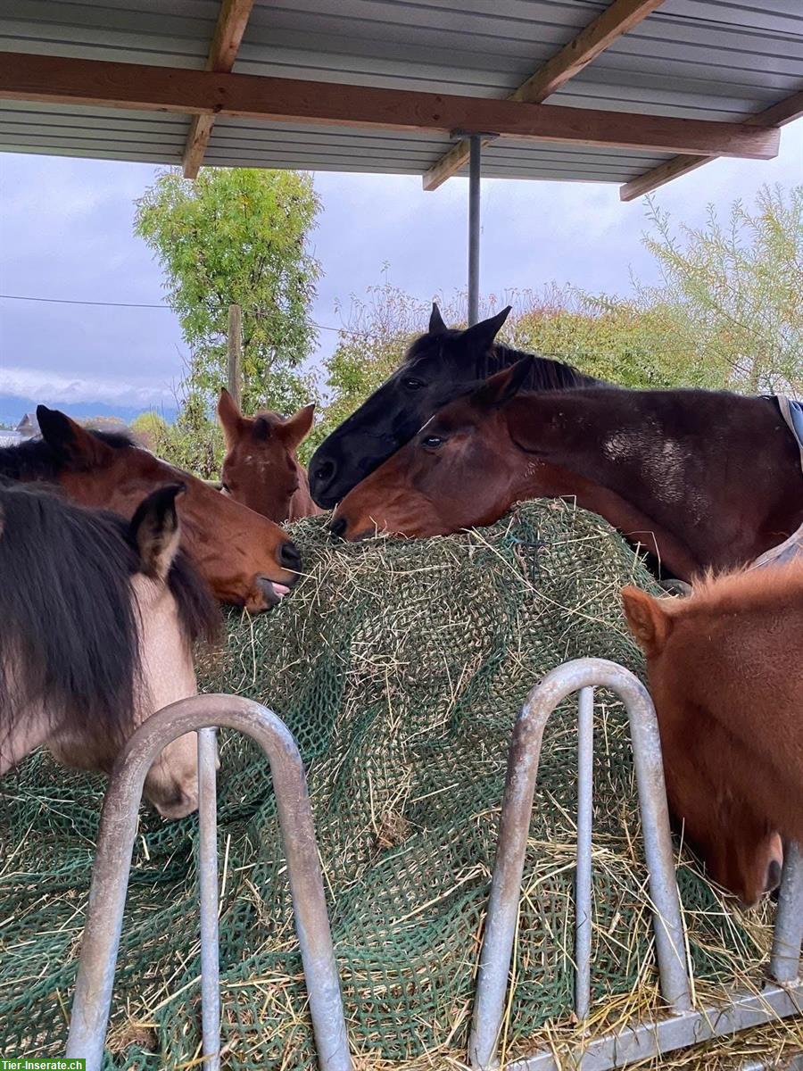 Bild 10: 1 Platz frei in Selbstversorgerstall, Hünenberg LU