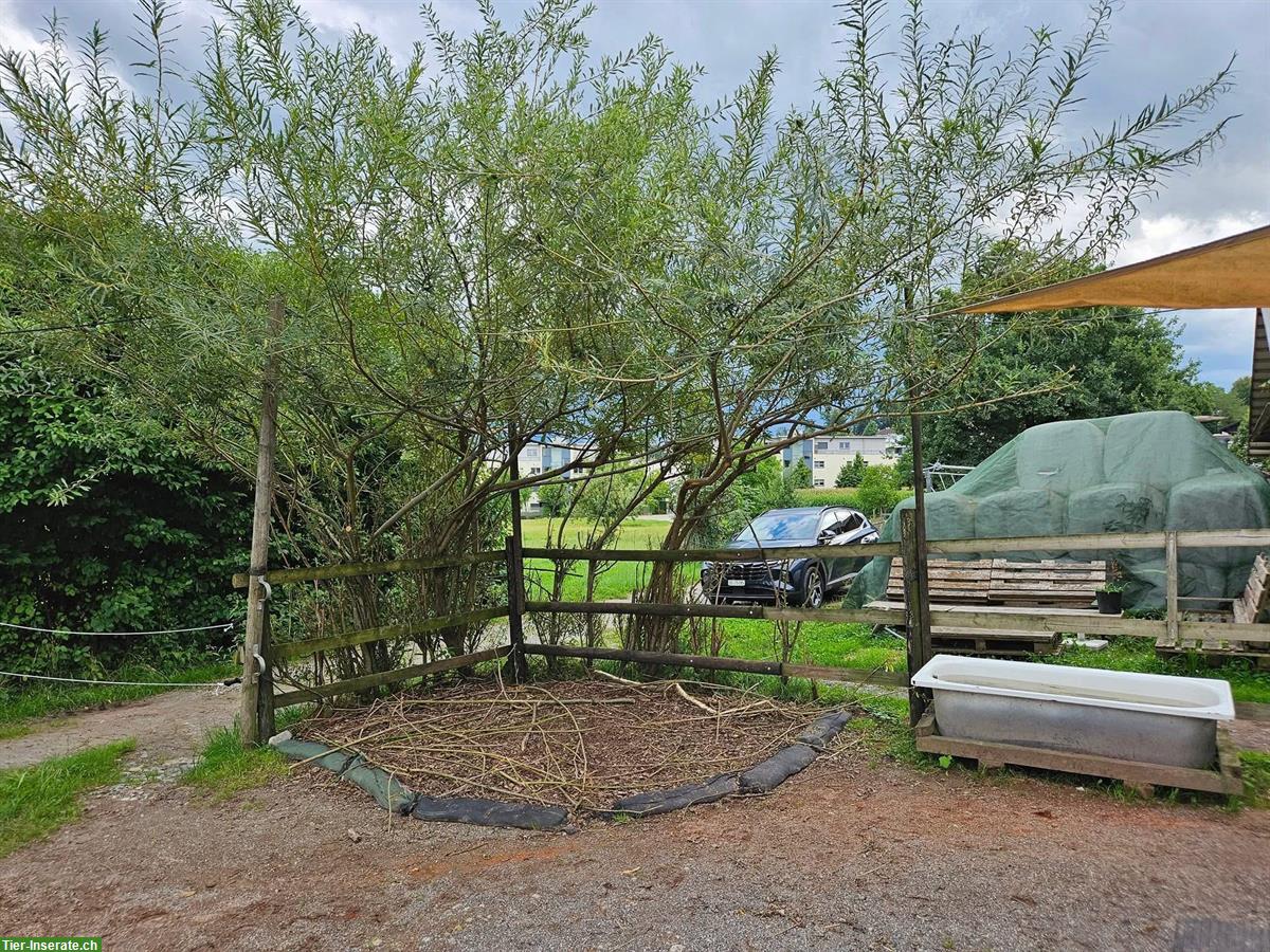 Bild 2: 1 Platz frei in Selbstversorgerstall, Hünenberg LU