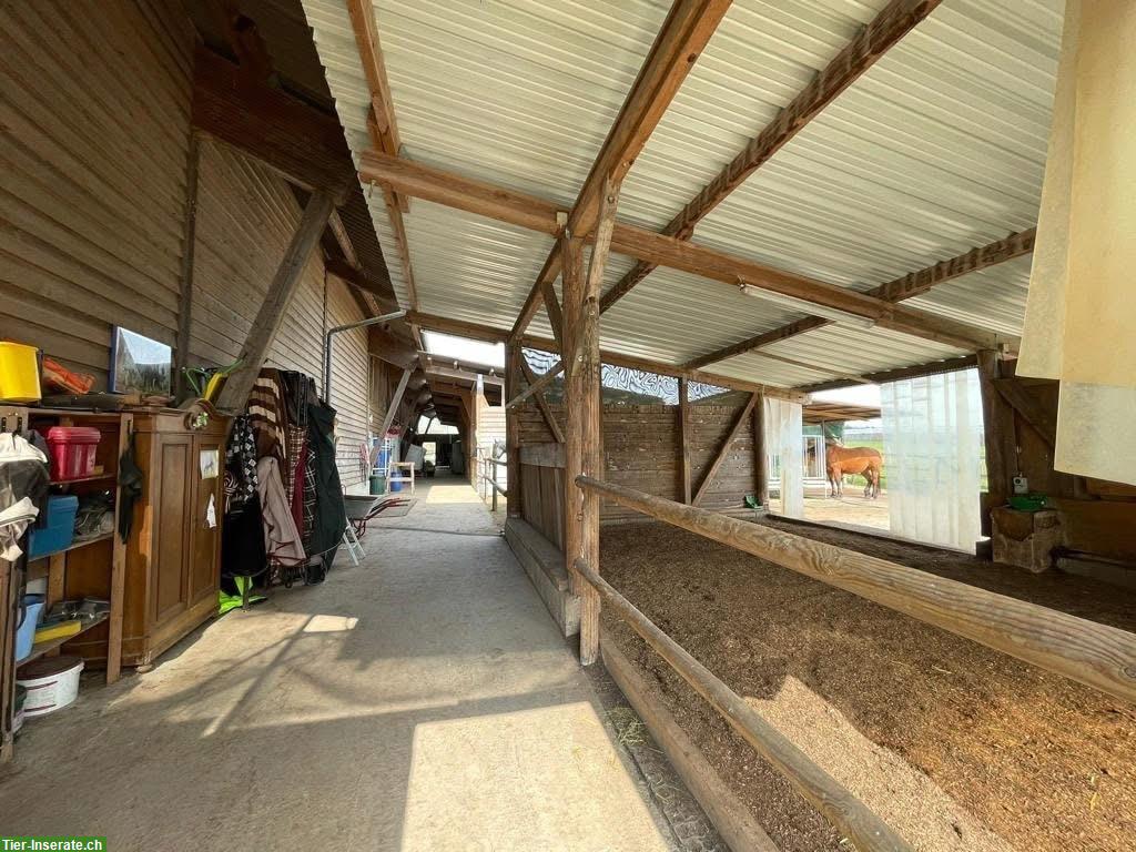Bild 4: 1 Platz frei in Selbstversorgerstall, Hünenberg LU