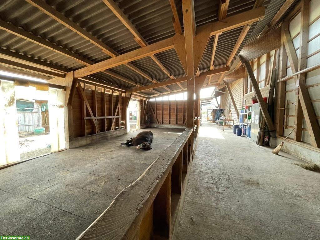 Bild 5: 1 Platz frei in Selbstversorgerstall, Hünenberg LU
