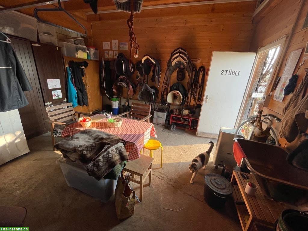 Bild 7: 1 Platz frei in Selbstversorgerstall, Hünenberg LU