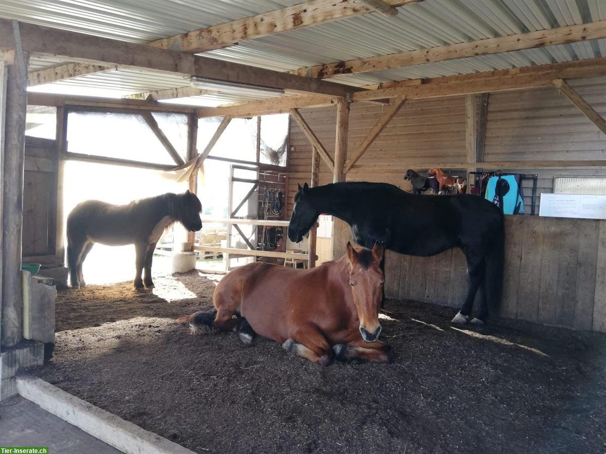 Bild 9: 1 Platz frei in Selbstversorgerstall, Hünenberg LU