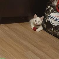 Türkisch Angora Kitten (weiblich)