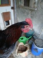 Junghahn GRATIS abzugeben