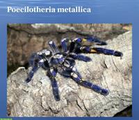 Vogelspinne (Poecilotheria metallica) GESUCHT