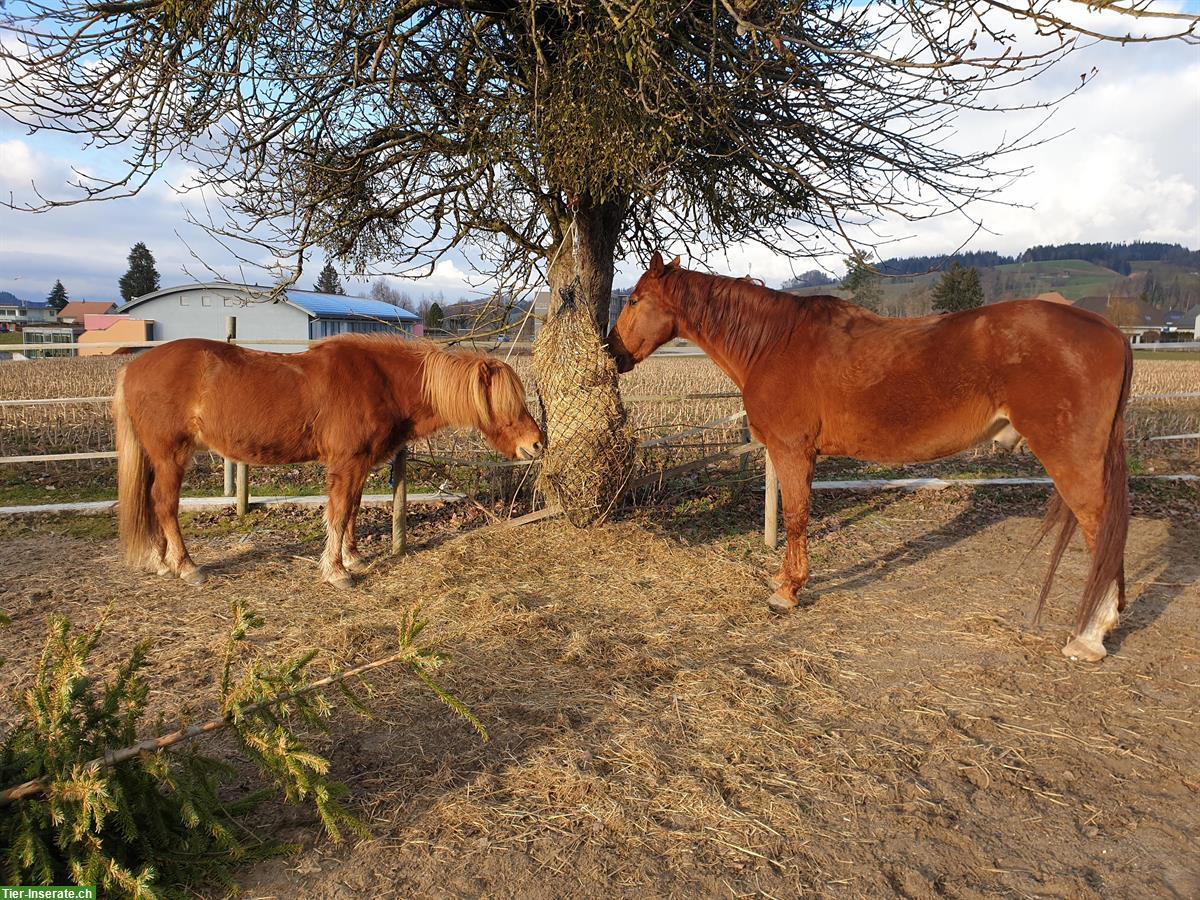 Reit-/Spazierbeteiligung in 3415 Hasle bei Burgdorf