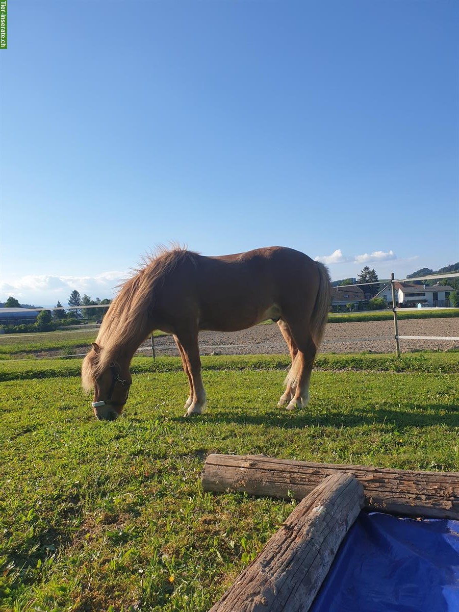 Bild 2: Reit-/Spazierbeteiligung in 3415 Hasle bei Burgdorf