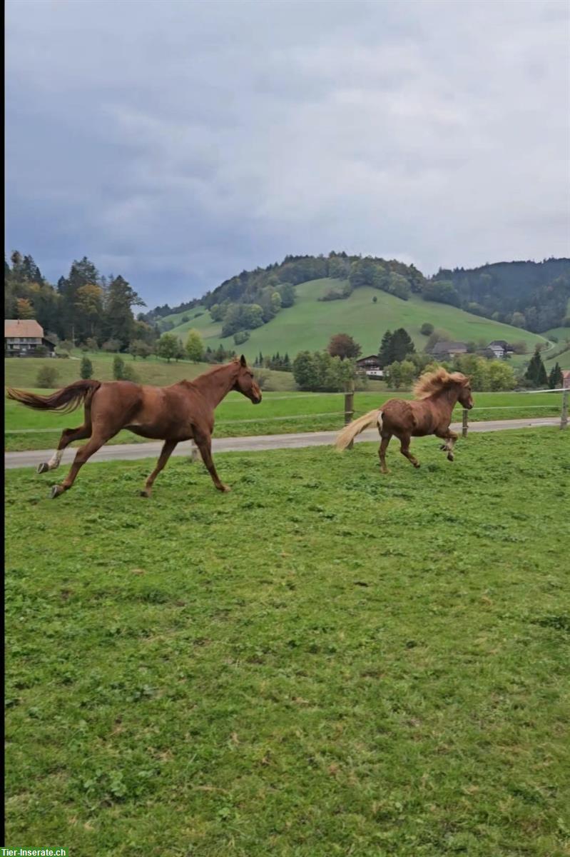 Bild 3: Reit-/Spazierbeteiligung in 3415 Hasle bei Burgdorf