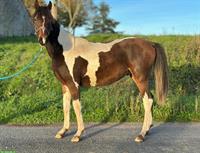 Reitpony Wallach, Jährling mit vielversprechendem Potential