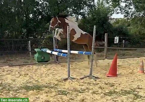 Bild 2: Reitpony Wallach, Jährling mit viel Potential