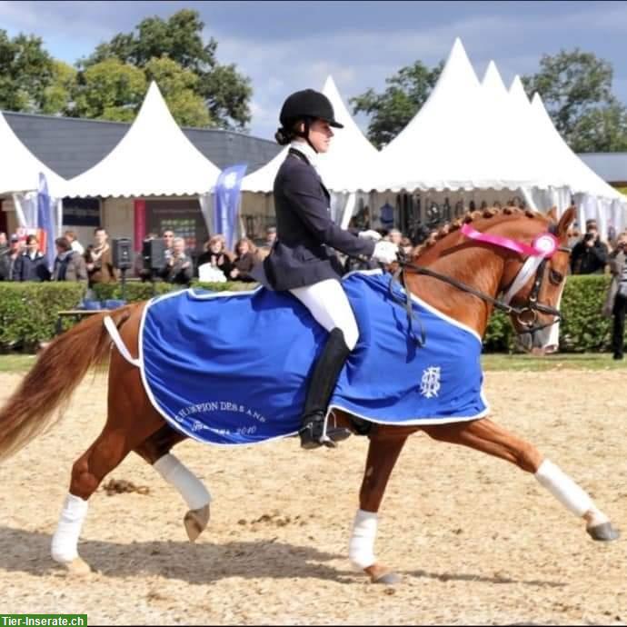 Bild 3: Reitpony Wallach, Jährling mit viel Potential