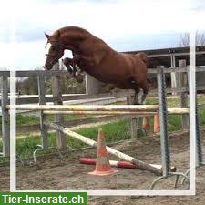 Bild 4: Reitpony Wallach, Jährling mit viel Potential