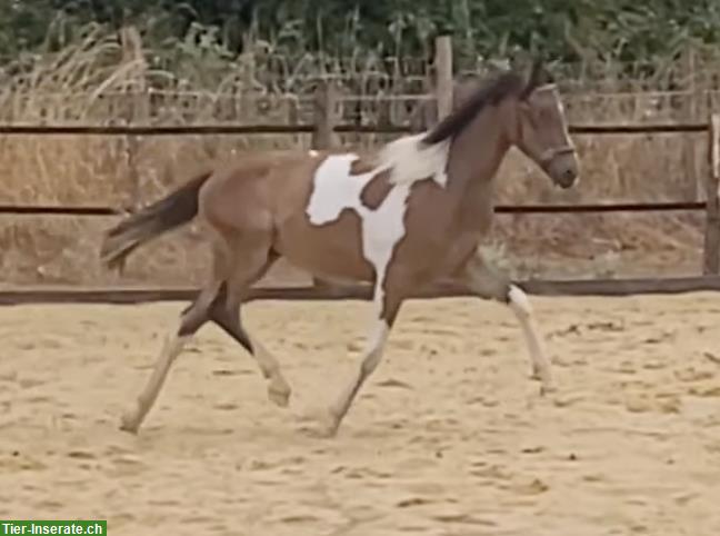 Bild 5: Reitpony Wallach, Jährling mit viel Potential