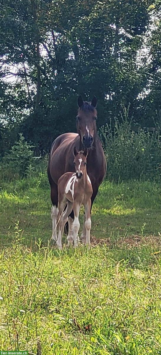 Bild 6: Reitpony Wallach, Jährling mit viel Potential
