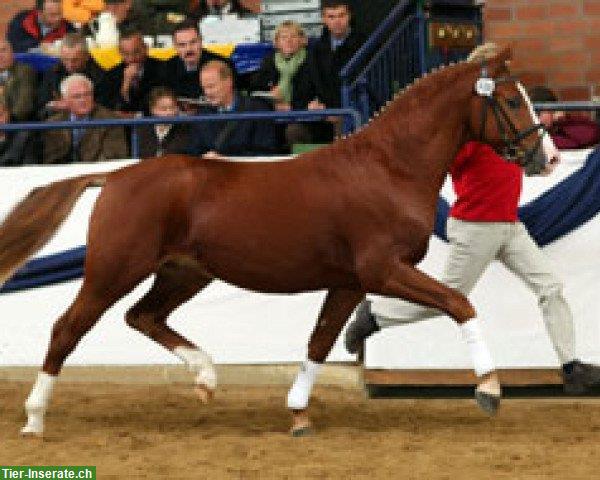 Bild 7: Reitpony Wallach, Jährling mit viel Potential