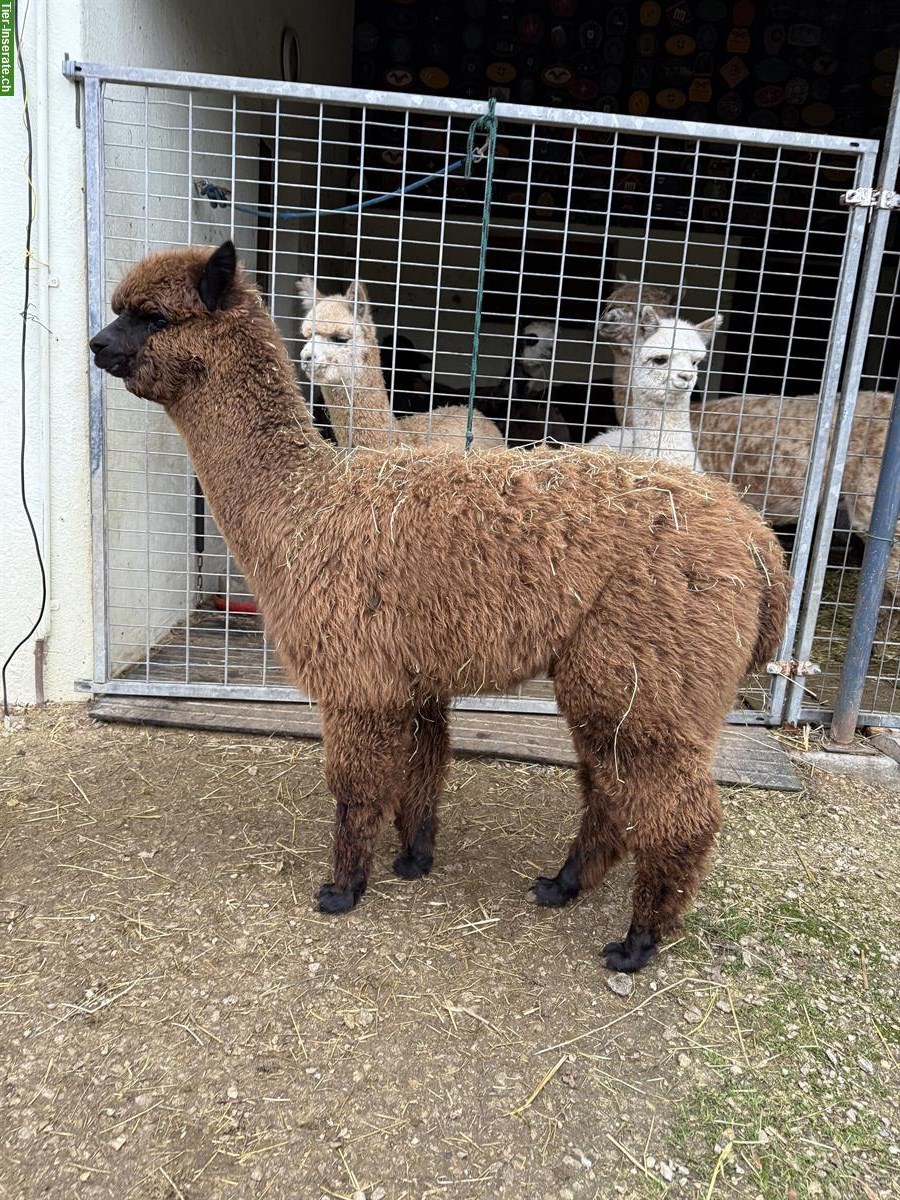 Alpaka-Hengstfohlen Duo, dunkelbraun und schwarz