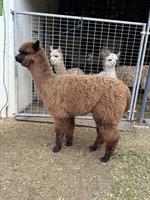 Alpaka-Hengstfohlen Duo, dunkelbraun und schwarz