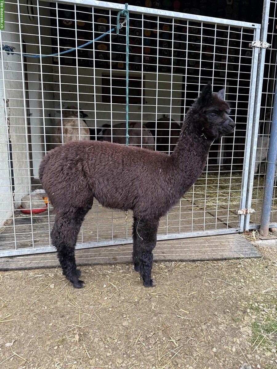 Bild 2: Alpaka-Hengstfohlen Duo, dunkelbraun und schwarz