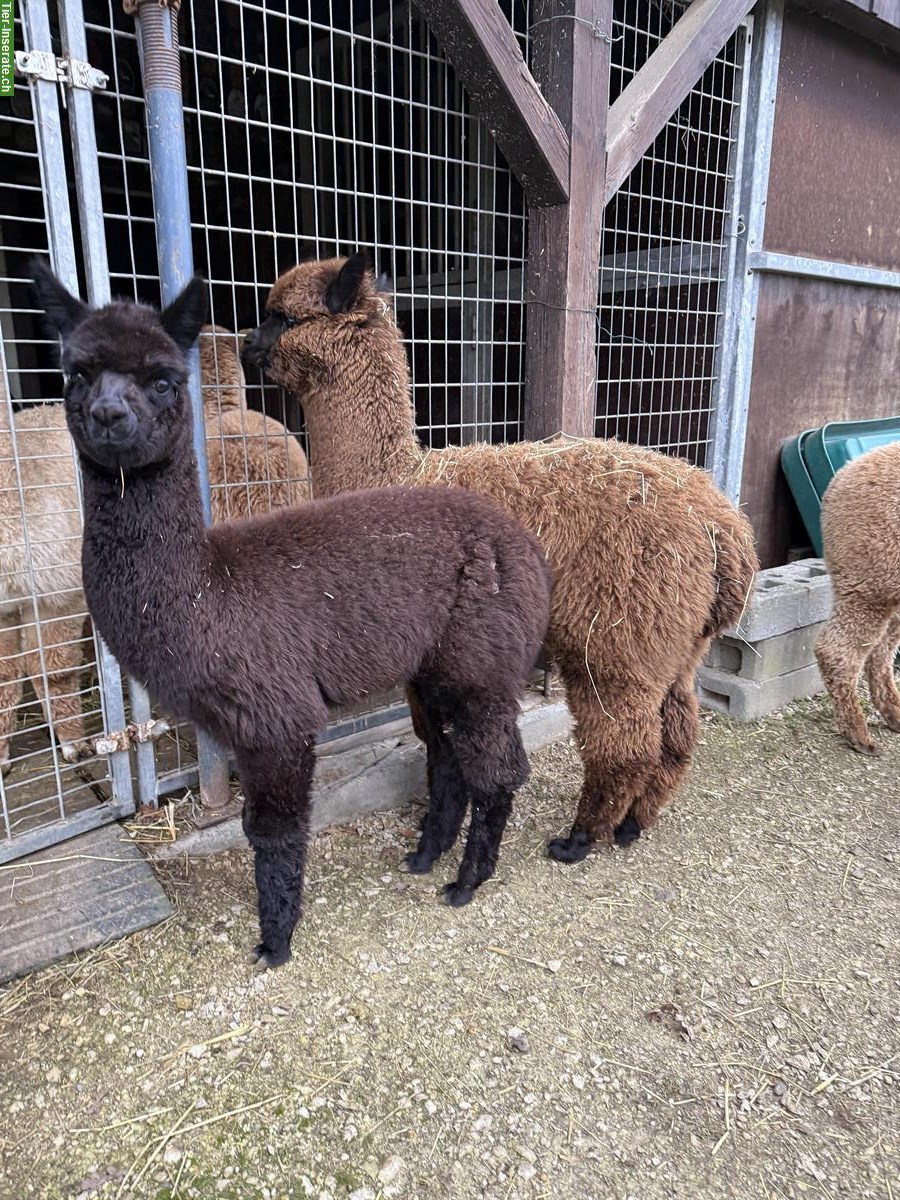 Bild 3: Alpaka-Hengstfohlen Duo, dunkelbraun und schwarz