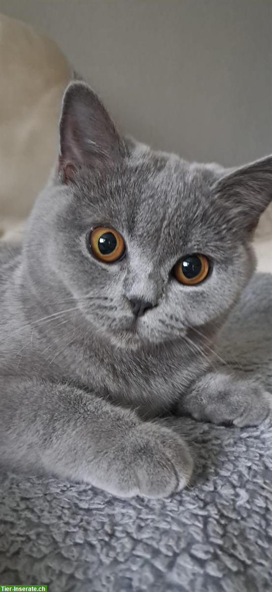 Britisch Kurzhaar Kitten (BKH-Kitten) mit Stammbaum