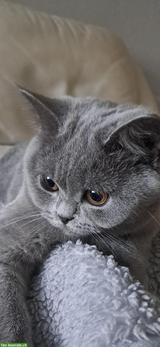 Bild 2: Britisch Kurzhaar Kitten (BKH-Kitten) mit Stammbaum