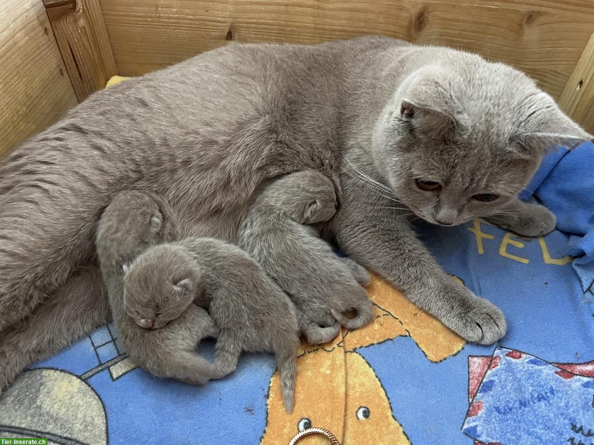 Bild 3: Britisch Kurzhaar Kitten (BKH-Kitten) mit Stammbaum
