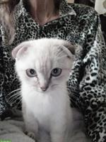 Junger Scottish Fold Kater