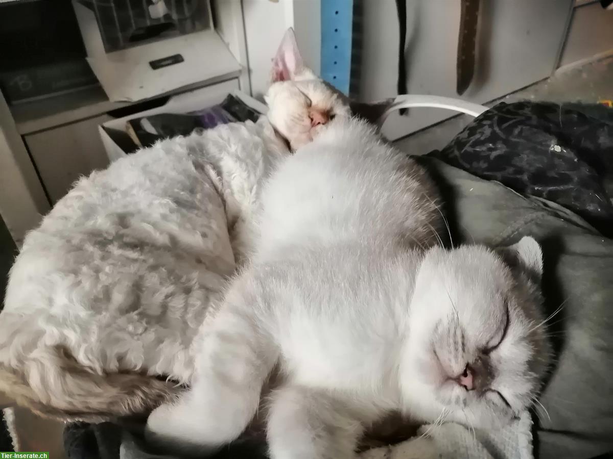 Bild 2: Junger Scottish Fold Kater