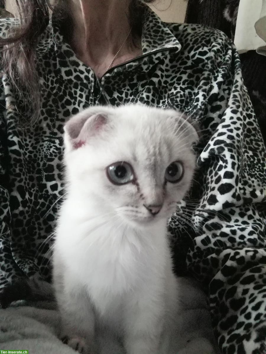 Bild 3: Junger Scottish Fold Kater