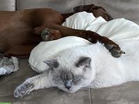 Zwei liebe BKH Katzen, Kater + Kätzin