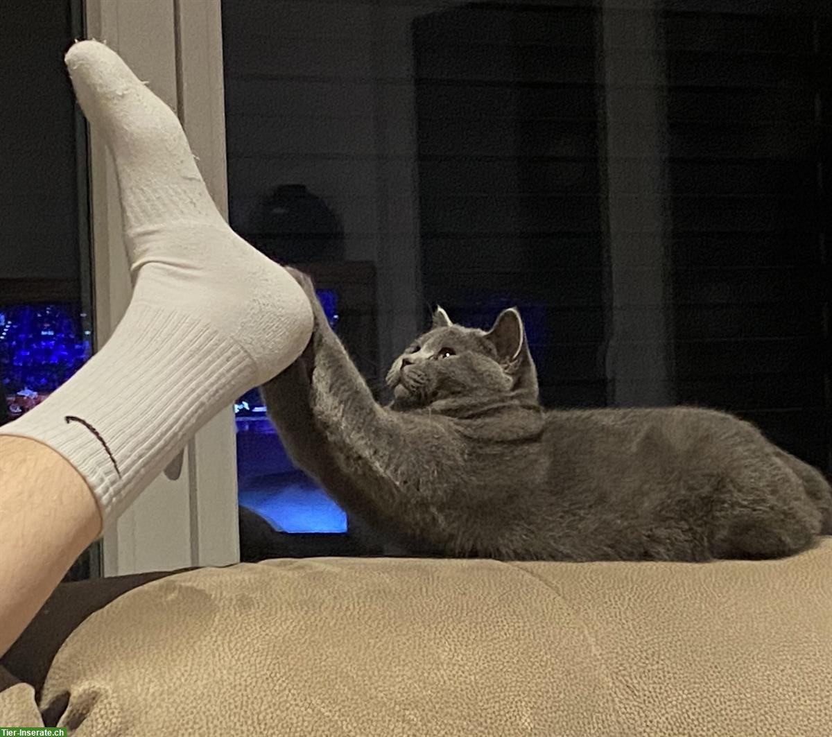 Bild 10: Zwei liebe BKH Katzen, Kater + Kätzin