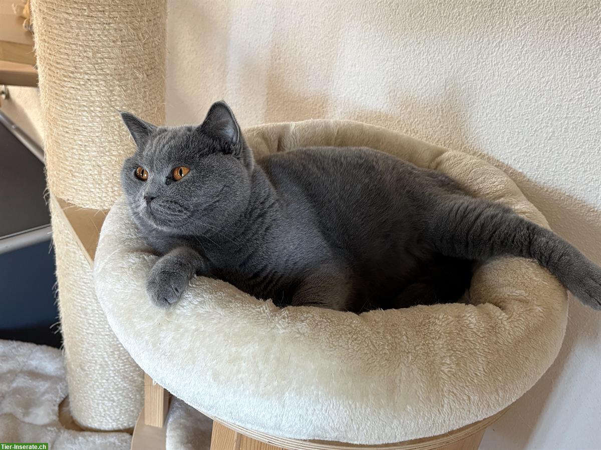 Bild 2: Zwei liebe BKH Katzen, Kater + Kätzin