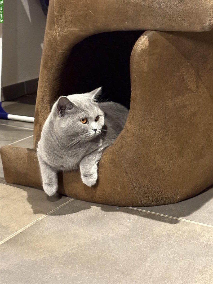 Bild 3: Zwei liebe BKH Katzen, Kater + Kätzin