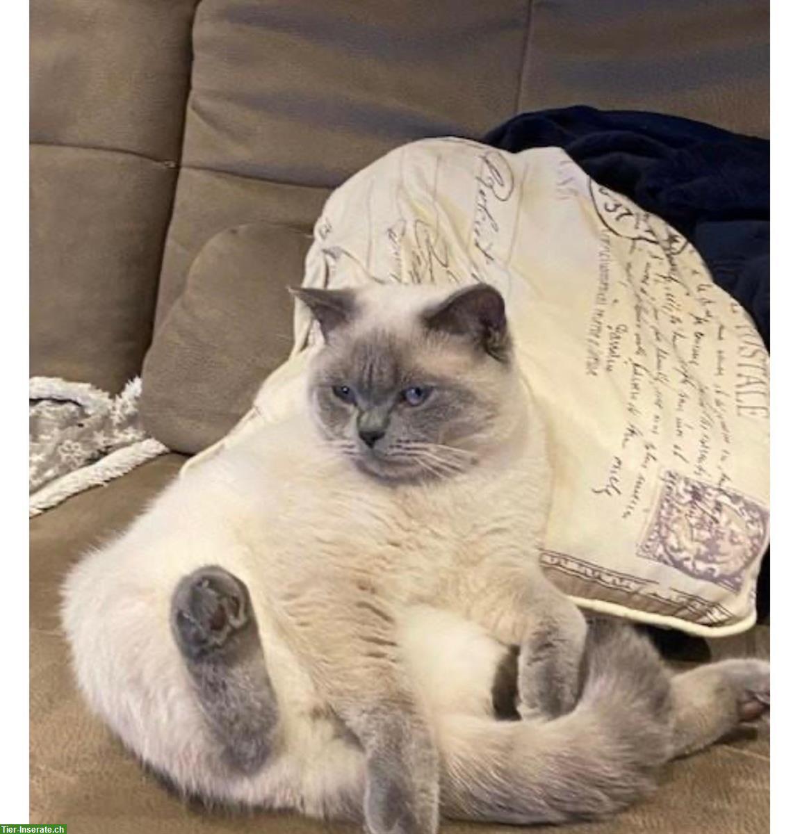 Bild 4: Zwei liebe BKH Katzen, Kater + Kätzin