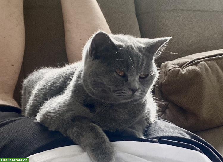 Bild 5: Zwei liebe BKH Katzen, Kater + Kätzin