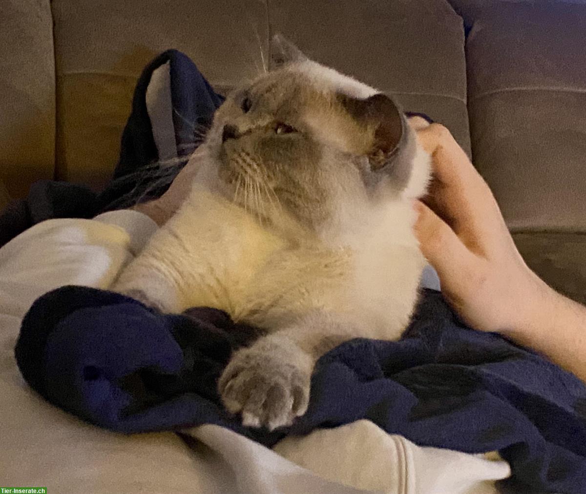 Bild 6: Zwei liebe BKH Katzen, Kater + Kätzin