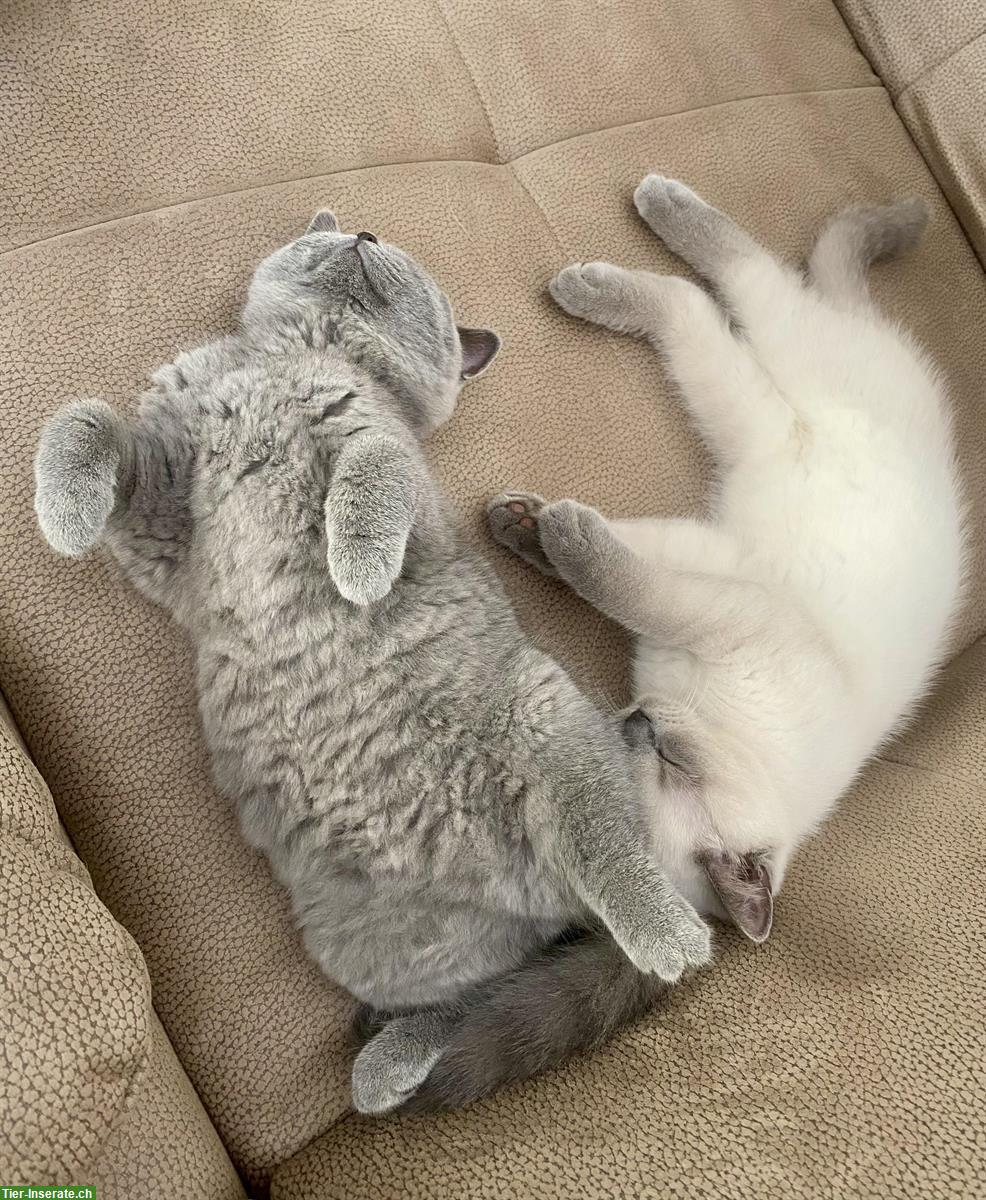 Bild 7: Zwei liebe BKH Katzen, Kater + Kätzin