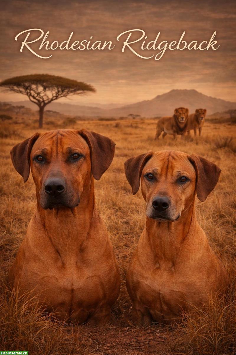Rhodesian Ridgeback Welpen