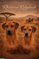 Rhodesian Ridgeback Welpen