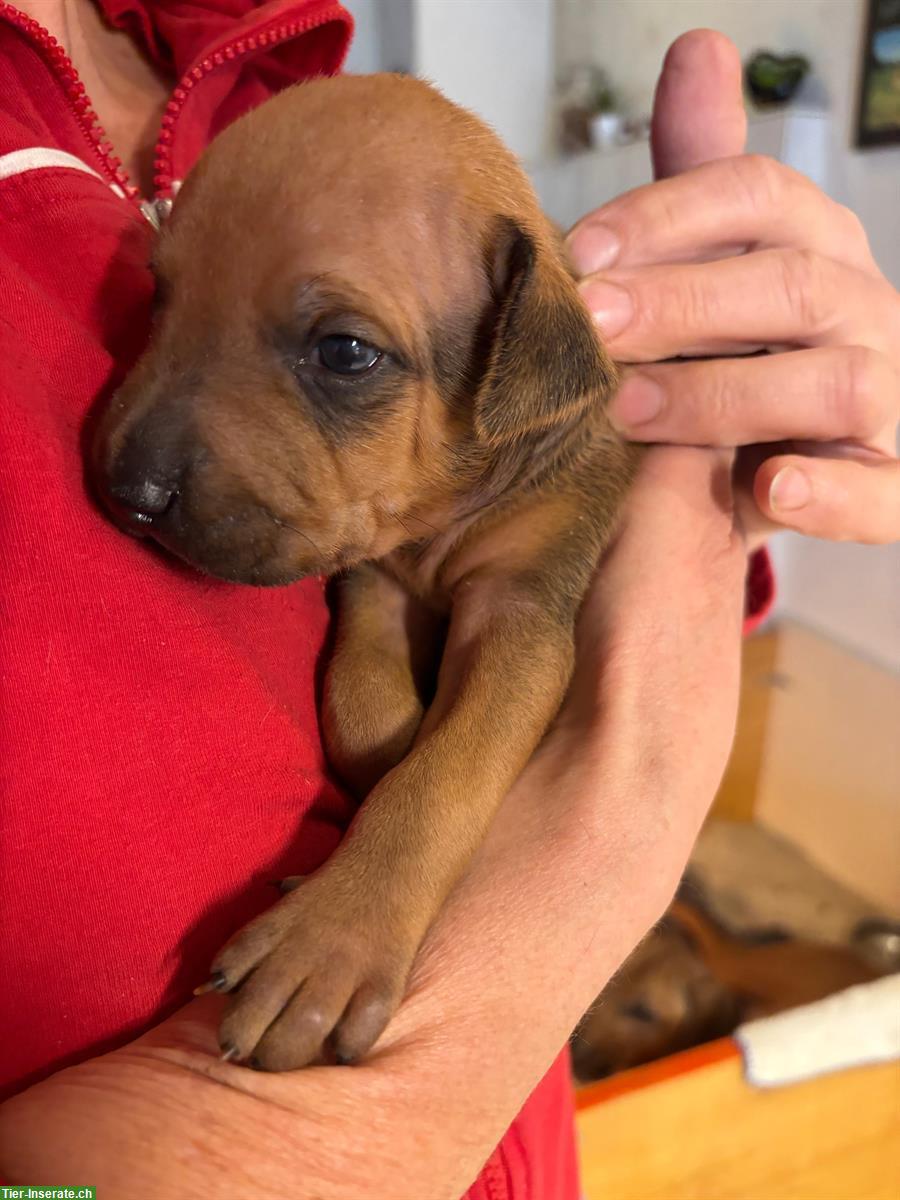 Bild 2: Rhodesian Ridgeback Welpen