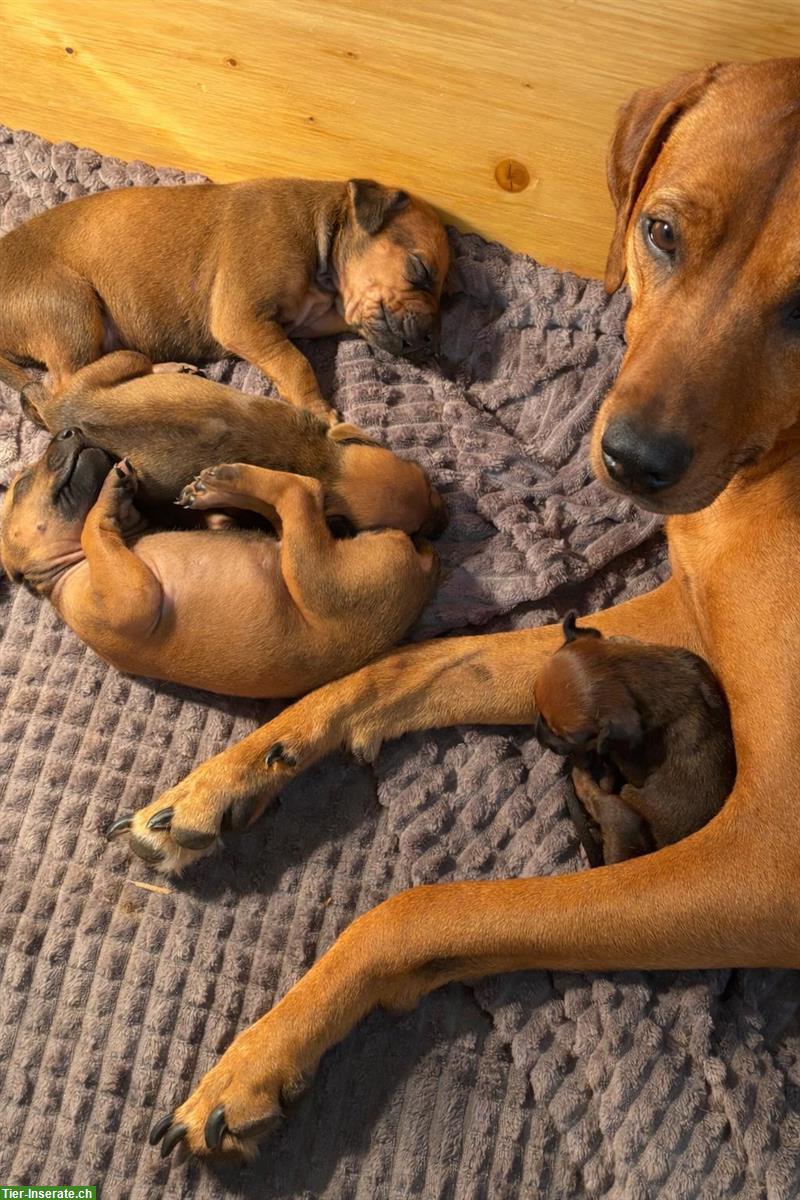 Bild 3: Rhodesian Ridgeback Welpen