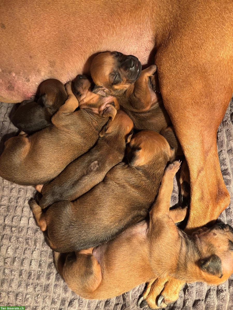 Bild 4: Rhodesian Ridgeback Welpen