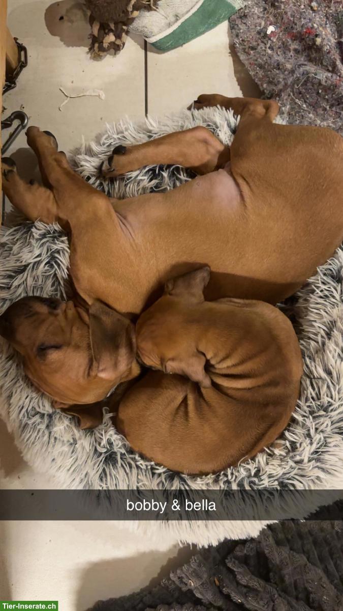 Bild 5: Rhodesian Ridgeback Welpen