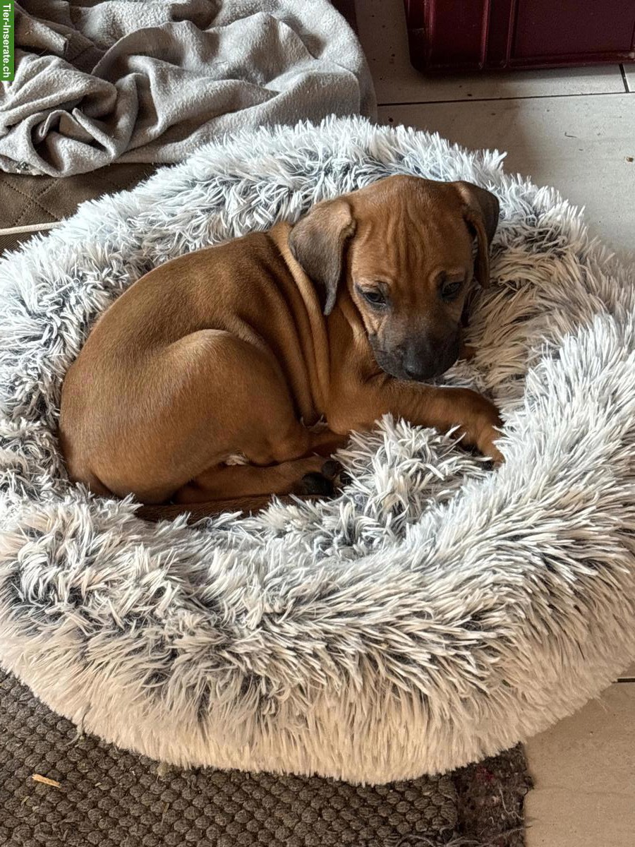 Bild 6: Rhodesian Ridgeback Welpen
