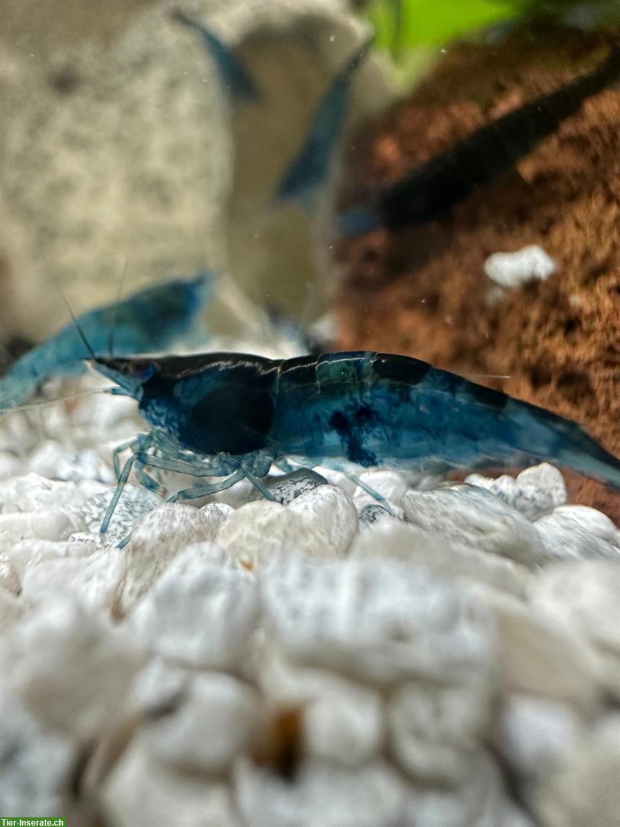 Blue Dream Garnelen zu verkaufen